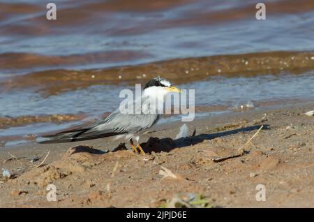 Least Tern, Sternula antillarum Stockfoto