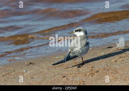 Least Tern, Sternula antillarum, unreif Stockfoto