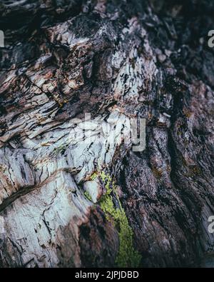 Versteinertes Holz in der Wildnis von De-Na-Zin Stockfoto