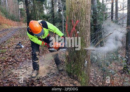 forstwirtschaft, Fällen, Kettensäge, Holzfäller, Waldarbeiten, Deforastation, Kettensägen, Holzfäller Stockfoto