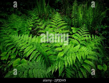 Eine Nahaufnahme der Fern-Blätter befindet sich im John Dean Provincial Park, North Saanich, BC, Kanada Stockfoto