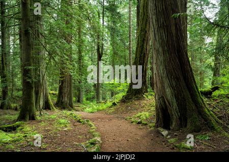 Ein Pfad in einem Wald im John Dean Provincial Park, North Saanich, BC, Kanada Stockfoto