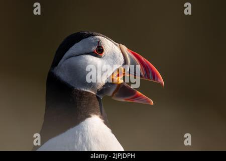 Portrait eines Atlantischen Papageitauchtauchens (Fraterkula arctica), der mit offenem Schnabel zwischen weicher Vegetation ruft, Skomer, Großbritannien Stockfoto