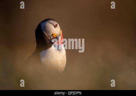 Porträt eines Atlantischen Papageitauchtauchtauchens (Fratecula arctica,), der seine Federn unter der weichen Kamillenvegetation aufreibt, Skomer Island, Wales, Großbritannien Stockfoto