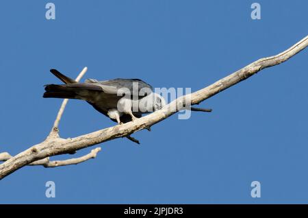 Mississippi Kite, Ictinia mississippiensis, wischender Schnabel nach der Fütterung von Cicada Stockfoto