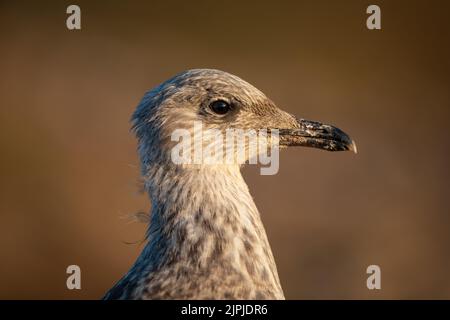 Porträt einer subadulten Großen Schwarzrückenmöwe (Larus marinus) im goldenen Abendlicht, Skomer, Großbritannien Stockfoto