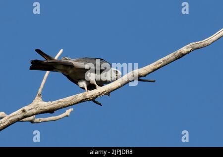 Mississippi Kite, Ictinia mississippiensis, wischender Schnabel nach der Fütterung von Cicada Stockfoto