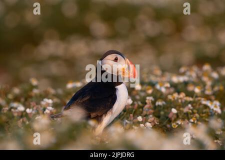 Porträt eines Atlantischen Papageitauchtauchtauchens (Fratercula arctica) unter weichen Kommillenblüten, Skomer, Großbritannien Stockfoto