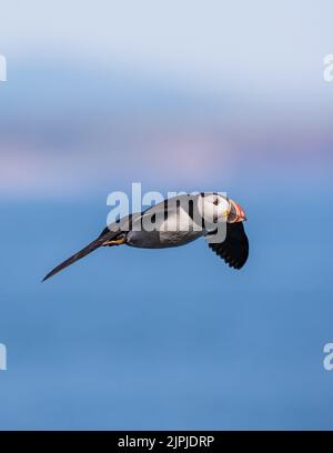 Ein Atlantischer Papageitaucher (Fratecula arctica,) im Flug durch blauen Himmel, Skomer Island, Wales, Großbritannien Stockfoto