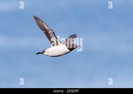 Ein Guillemot (Uria-Aalge), der am blauen Himmel über Skomer Island, Wales, Großbritannien, fliegt Stockfoto