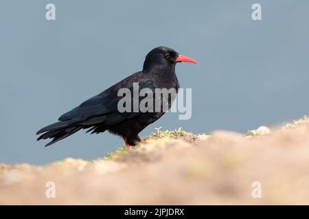 Ein Red-billed Chuff (Pyrrhocorax pyrrhocorax) auf Gras mit blauem Meeresgrund, Skomer, Großbritannien Stockfoto