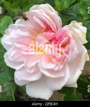 Rosa Elizabeth mit Schwebewespe. Stockfoto