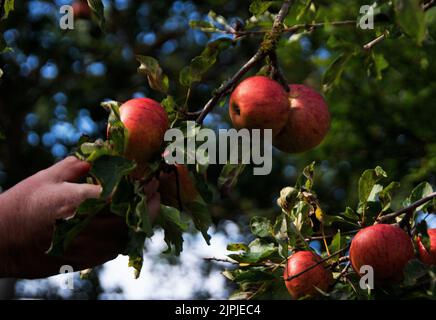 Pflücken eines Cox's Orange Pippin-Apfels in einem alten Obstgarten Stockfoto