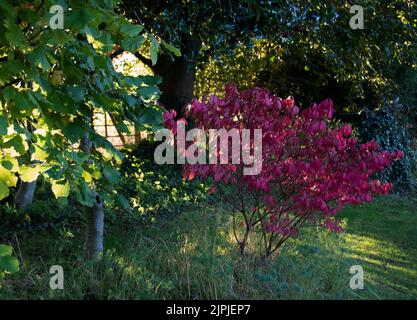 Spindle Show in early morning sunshine Stockfoto