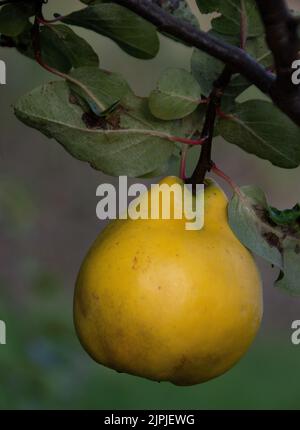 Reife, gemeine Quitte, Cydonia oblonga Stockfoto