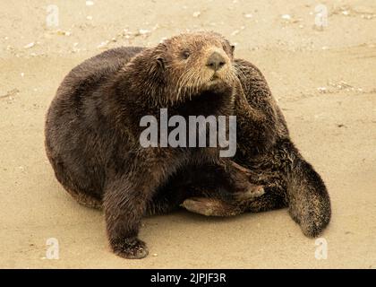 Eine Seeotter-Pflege am Strand Stockfoto