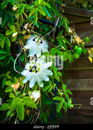 Weiße Hochzeit Passionsblume in meinem Burnley Garten in Lancashire England.für religiöse Christen ist die Passionsblume ein Symbol für die Kreuzigung Stockfoto