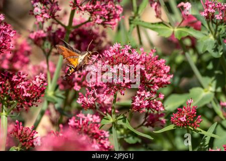 Eine Nessus Sphinx Moth berührt leicht einen rötlich-rosa Baldrian-Blütenhaufen, während sie sich um einen blühenden Garten herum bestäubt. Stockfoto