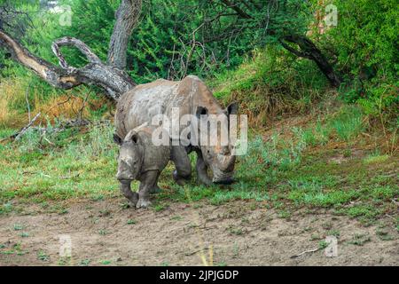 nashorn, Nashorn, Nashorn Stockfoto