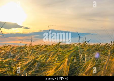 Wind erneuerbare Energie.Windgeneratoren in einem Weizenfeld. Weizen und Windmühlen.R Alternative Energiequellen Stockfoto