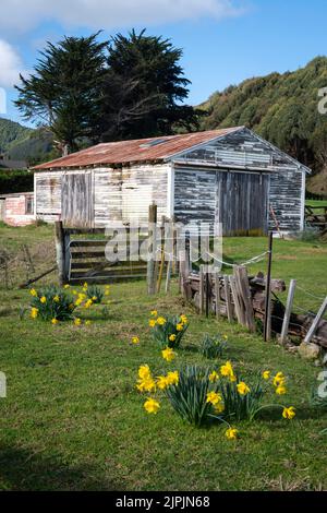 Narzissen vor der Scheune in der Nähe von Waikanae, Kapiti District, North Island, Neuseeland Stockfoto