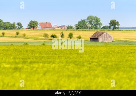 Ländliche Szene, Felder, Scheune, Land, Landleben, Ländliche, ländliche Szenen, Feld, Scheunen Stockfoto