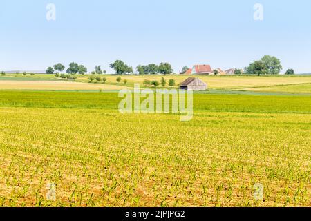 Feld, Frühling, Felder Stockfoto