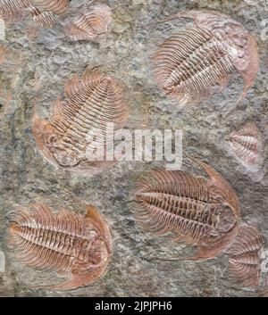 Fossil, Arthropoden, Fossilien, Arthropoden, Fossilien Stockfoto