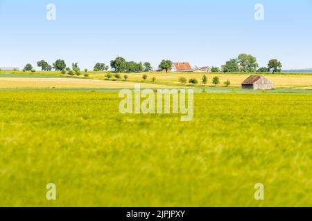 Feld, ländliche Szene, Maisfeld, Felder, Land, Landleben, ländliche, ländliche Szenen, Maisfelder Stockfoto