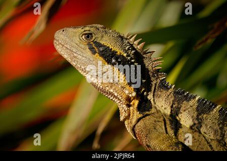 Australischer Wasserdrache (Intellagama lesueurii) eine australische Eidechse, eine große in den botanischen Gärten von Brisbane. Großes Reptil mit buntem Backgroun Stockfoto