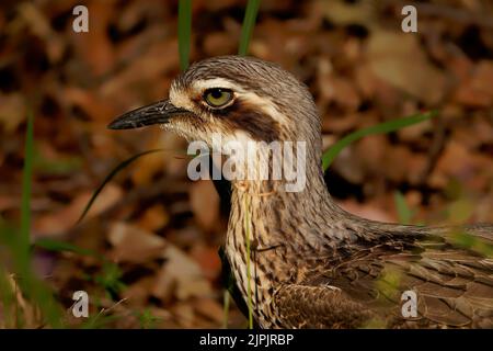 Buschsteinfassling (Burhinus grallarius) ein unscheinbarer, interessanter großer brauner Watvögel, der im australischen Busch lebt. Australien, Brisbane, Queensland, Stockfoto