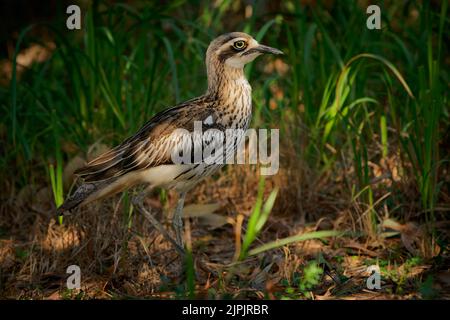 Buschsteinfassling (Burhinus grallarius) ein unscheinbarer, interessanter großer brauner Watvögel, der im australischen Busch lebt. Australien, Brisbane, Queensland, Stockfoto