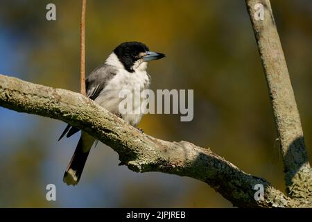 Grauer Butcherbird (Cracticus torquatus) ist ein gewöhnlicher Insektenfressender Vogel Australiens. Schwarzer Whote und brauner Vogel, der auf einem Ast im Wald gerötet ist. Stockfoto