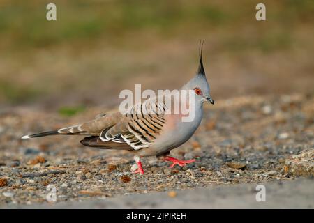 Haubentaube (Ocyphaps lophotes) eine schöne gewöhnliche Taube von Australien. Knitterfarbener Vogel, der in der Abendsonne auf dem Boden läuft. Stockfoto