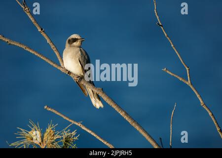 Schwarzgesichtenwürger (Coracina novaehollandiae) ein australischer Vogel, der auf einem Zweig mit einem wunderschönen blauen Meereshintergrund thront. Stockfoto