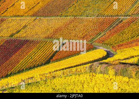 Herbst, Weinberg, Herbst, Weinberge Stockfoto