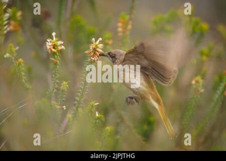 Braunhonigfresser (Lichmera indistincta), kleiner brauner Nektarblütenfresser, der in Ostaustralien häufig vorkommt. Kleiner brauner interessanter Vogel, der auf einem thront Stockfoto