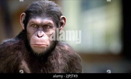 APE, Aufstieg der Planet der Affen, 2011 Stockfoto