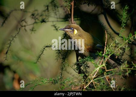 Lewins Honigfresser (Meliphaga lewinii) ein kleiner Vogel im Wald von Australien, Brisbane. Kleiner Vogel, der Früchte und Nektar im Bisch frisst. Stockfoto