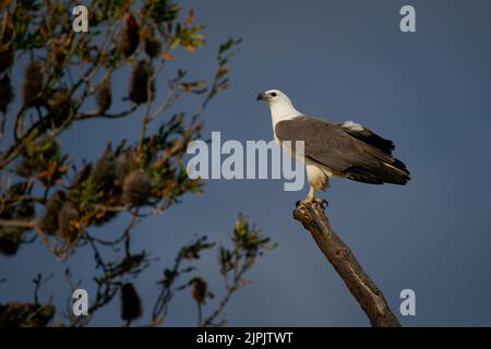 Weißbauchseeadler (Haliaeetus leucogaster) am Ast an der australischen Küste. Großer Adler mit blauem Hintergrund. Stockfoto