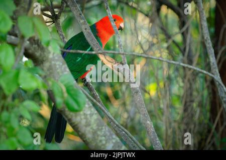 Australischer Königsparrot (Alisterus scapularis) ein schöner rot-grüner Papagei von australien. Große rote ird in den Waldzweigen. Stockfoto