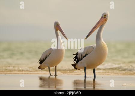 Australischer Pelikan (Pelecanus auffallillatus) am australischen Strand. Großer Wasservogel in der Nähe des Meeres, schöne Farben. Stockfoto