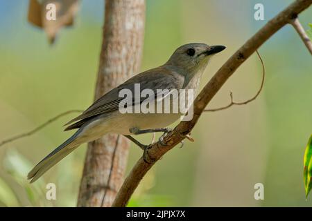 Graue Garnelendrossel (Colluricinca harmonica) ein kleiner, unauffälliger, grauer gewöhnlicher australischer Vogel, der auf einem Ast thront. Kleine Waldvögel und Tiere. Stockfoto