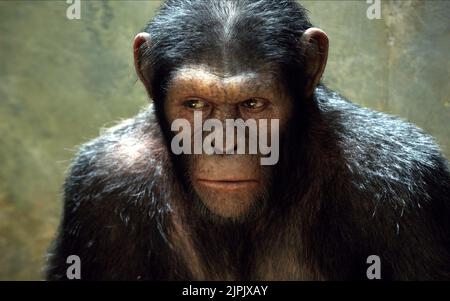 APE, Aufstieg der Planet der Affen, 2011 Stockfoto