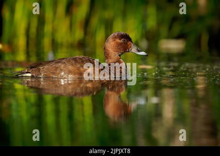 Hardhead (Aythya australis) eine braune australische Ente, die auf einer Lagune mit schönem grünen und orangefarbenen Hintergrund schwimmt. Stockfoto