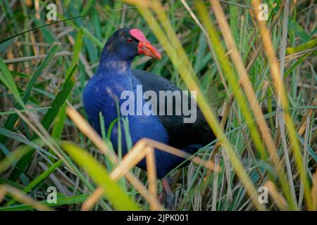 Australasian swamphen (Porphyrio melanotus), ein schöner interessanter Feuchtgebietsvogel. Farbenfroher Vogel, blau mit rotem Schnabel mit schönem grünen und orangefarbenen Rückengr Stockfoto