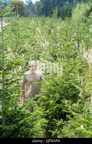 Hanau, Deutschland. 17. August 2022. Joachim Göbel, Technischer Leiter der staatlichen Waldschule Hanau-Wolfgang, steht inmitten einer Plantage mit mehrjährigen Tannen, die die Dürre bisher recht gut überstanden haben. (To dpa: 'Weniger Weihnachtsbäume in den kommenden Jahren erwartet') Quelle: Frank Rumpenhorst/dpa/Alamy Live News Stockfoto