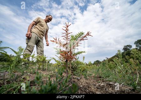 Hanau, Deutschland. 17. August 2022. Eine etwa zwei Jahre alte, verwelkte Silbertanne steht auf einer Plantage der Hanau-Wolfgang-Landesforstanstalt, die bisher nicht bewässert wurde. Auf der linken Seite ist Joachim Göbel, technischer Leiter der Baumschule. (To dpa: 'Weniger Weihnachtsbäume in den kommenden Jahren erwartet') Quelle: Frank Rumpenhorst/dpa/Alamy Live News Stockfoto