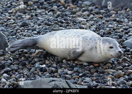 Entzückende Robbenhunde am Strand im Lincoln Park in West Seattle Stockfoto