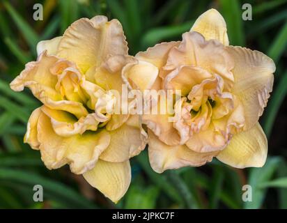 'Jean Swann' Daylily, Daglilja (Hemerocallis) Stockfoto